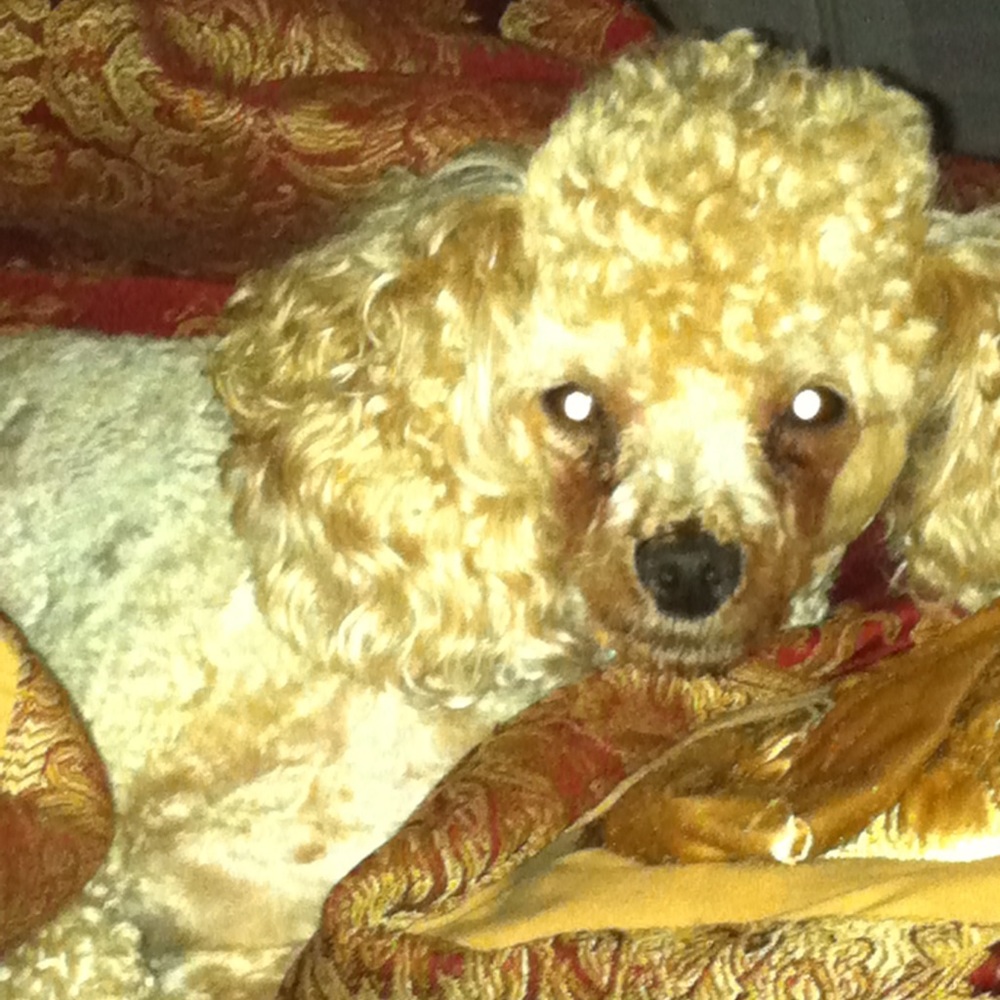 Meet your Posher, LowThreads